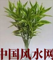 益阳十二生肖养什么植物最旺财运？你知道吗！